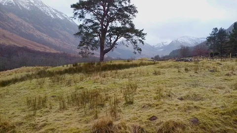 Aerial under a tree Scottish mountains background Stock Footage 122217289