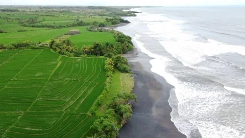 Aerial: Unique Black Sand Beach Surrounded By Stunning Green Rice Fields Stock Footage