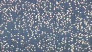 Aerial United States-Migrating Birds In Little Assawoman Bay Stock Footage