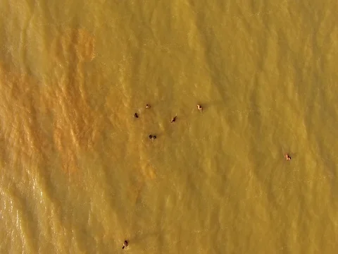 Aerial - Unrecognized people having fun time at the beach Stock Footage 80993471