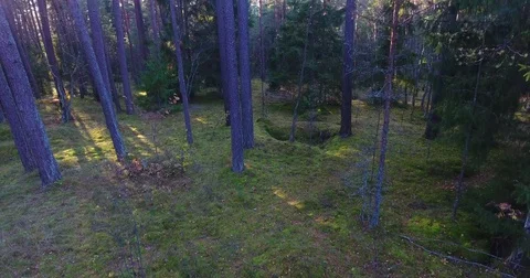 AERIAL: Uphill from the forest density to the top of the trees and a blue sky-3 Stock Footage 81322044