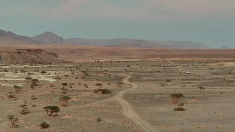 Aerial Vast Desert Hamada Plain Winding Track Acacia Trees Morocco Stock Footage 334751213