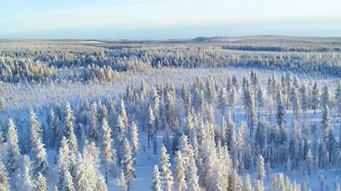 Aerial of vast desolate winter forest in Finland Stock Footage 275259608