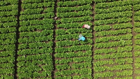 Aerial Vegetable Farm Video stock 298158870