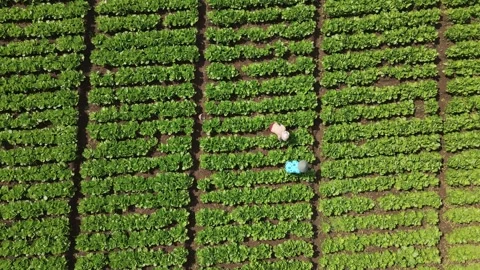 Aerial Vegetable Farm Stock Footage 298161200