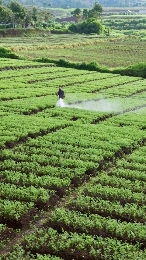 Aerial Vegetable Farm Video stock 298161702