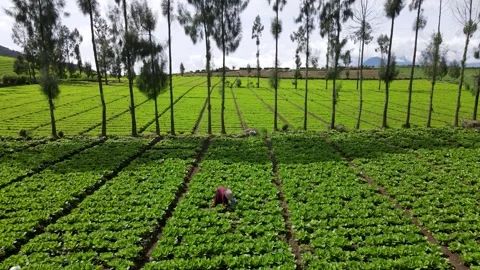 Aerial Vegetable Farm Video stock 298167047