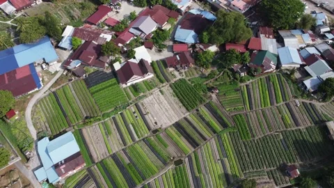 Aerial vegetable plantation Stock Footage 197010905