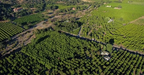 Aerial of vehicles passing through vineyard on a sunny day 스톡 동영상 79677124