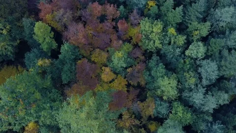 Aerial vertical flight over autumn forest. Fall landscape with red, yellow and Stock Footage 144239448