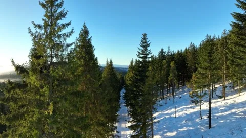 Aerial vertical rise between spruce trees showing misty winter valleys Stock Footage 336446178