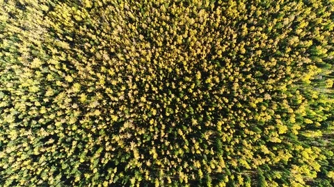 Aerial vertical shot of flight above larch forest in autumn Stock Footage 80386158