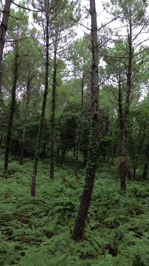 Aerial vertical shot inside the green forest Stock Footage 279941495
