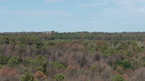 Aerial vertical shot of pine forest near dune du pilat sand mountain Stock Footage 252138221