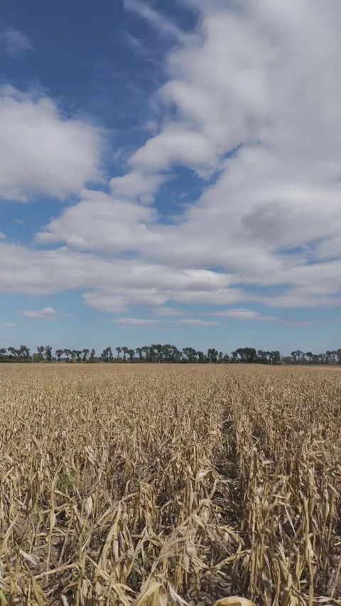 Aerial Vertical Shot Of Ripe Corn In A Field Stock Footage 317404680
