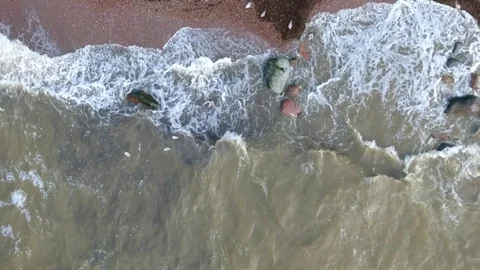 Aerial: Vertical static, slow motion view of sea coast line waves and seagulls-1 Stock Footage 82602984