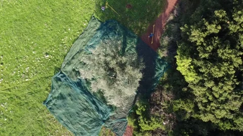 Aerial vertical view of olive harvest with worker and surrounding nets Stock Footage 344095856