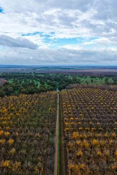 Aerial vertical view of orderly rows of pecan trees in a productive orchard. Stock Photos