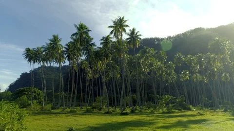 Aerial vertical view of Palm Tree Forest with green grass in the lowland Stock Footage 92066208