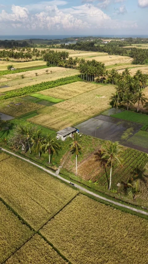 Aerial vertical view of rural patchwork rice fields in Bali Stock-Footage 336802377