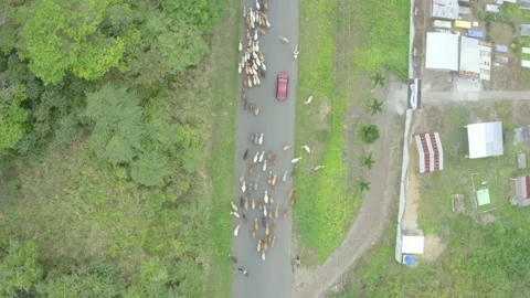 Aerial vertical view, top down, following a group of cows that is being herded Stock Footage 146754016
