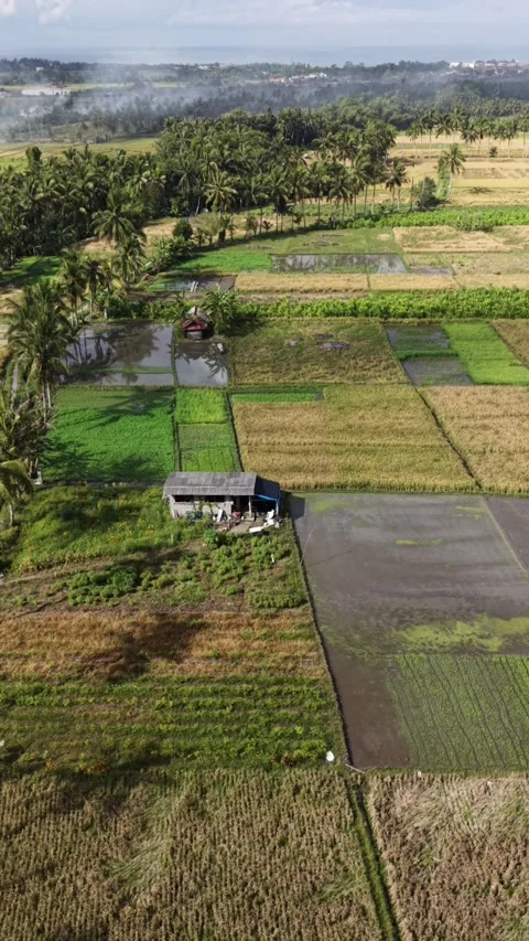 Aerial vertical view of a traditional farm rice fields in rural Bali Vídeos de archivo 336802406