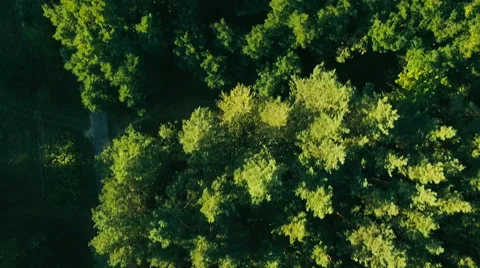 Aerial Vertical View of Tree Tops Green Forest Stock Footage 68639505