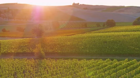 Aerial, vertical view of Tuscan  vineyard against rising sun. Stock Footage 138422202