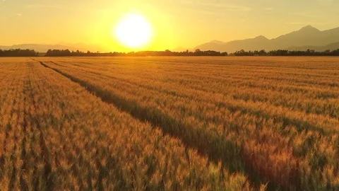 AERIAL VERTIGO EFFECT Ripe wheat field in valley enclosed by mountains at sunset Stock Footage 79611268