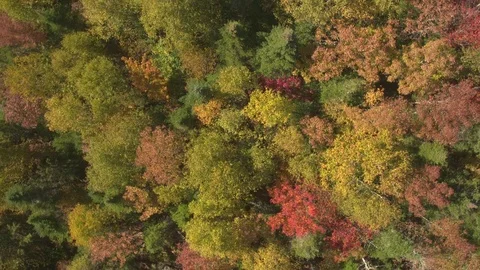 AERIAL Vibrantly colored fall foliage and tree canopies in nice deciduous forest Stock Footage