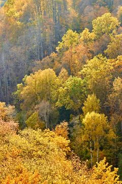 AERIAL: Vibrantly colored forest trees at hilly countryside in autumn season Stock Photos