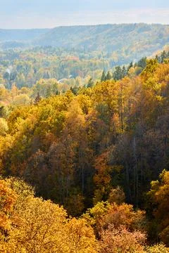 AERIAL: Vibrantly colored forest trees at hilly countryside in autumn season Stock Photos