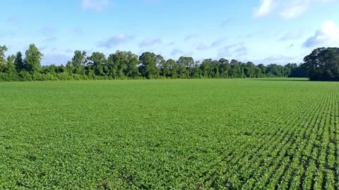 Aerial Video Angle View of Soybeans Stock Footage 340201776
