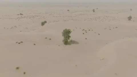 Aerial video around a tree casting a shadow on a standing man, sand dunes in the Stock Footage 255083406