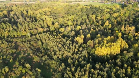 Aerial video of a beech forest during sunset Vídeos de archivo 243127326
