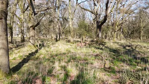 Aerial video clip in the forest. Phoenix park. Dublin Stock Footage 128782866