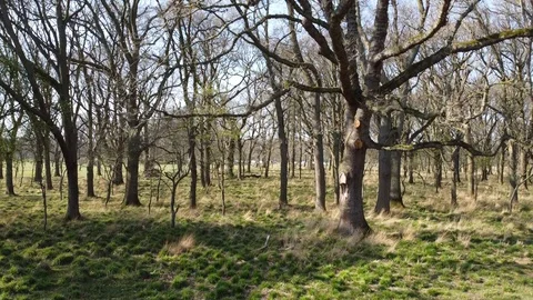 Aerial video clip in the forest. Phoenix park. Dublin Stock Footage 128782891