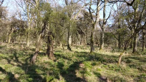 Aerial video clip in the forest. Phoenix park. Dublin Stock Footage 128782898