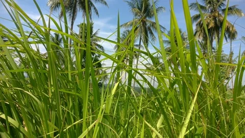 Aerial video concept. Environment view of green grass moved by the wind at the t Video stock 221704654