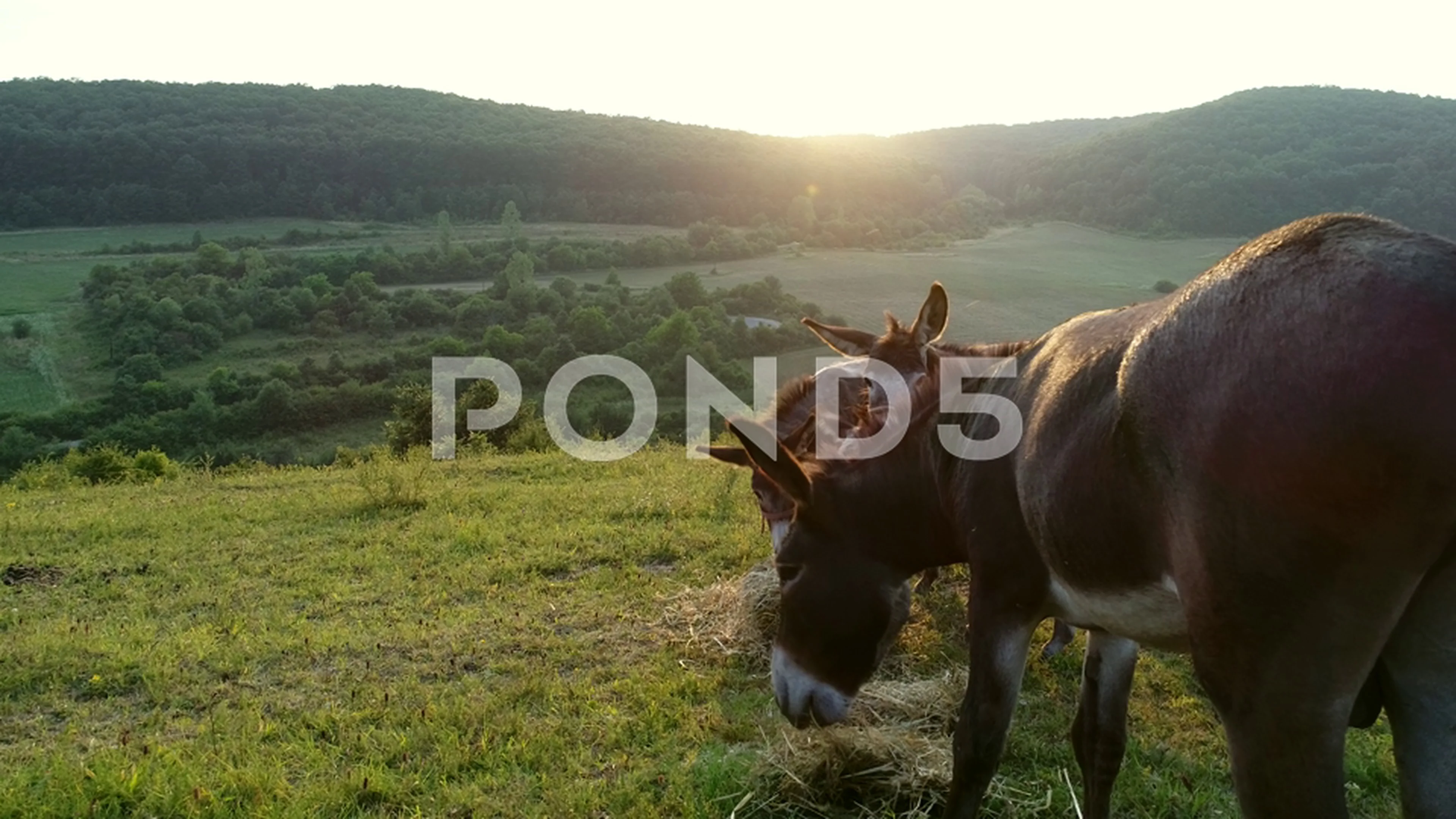 Aerial video: Cute donkeys on the meadow