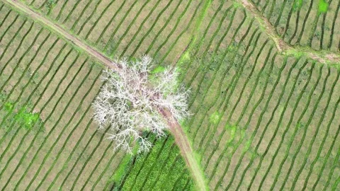 Aerial video of a dead white tree in a green tea plantation The Stark Contr.. Stock-Footage 316715518