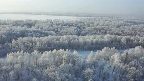 Aerial video from drone of birch forest in winter season. Stock Footage 146347785