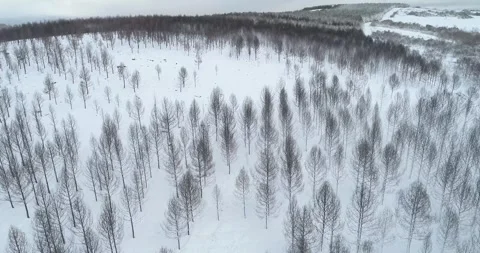 Aerial video with drone, pine forest burned by a forest fire covered with s.. Stock Footage 251665490