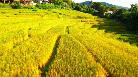Aerial video of drones flying over rice terraces Stock Footage 220463589