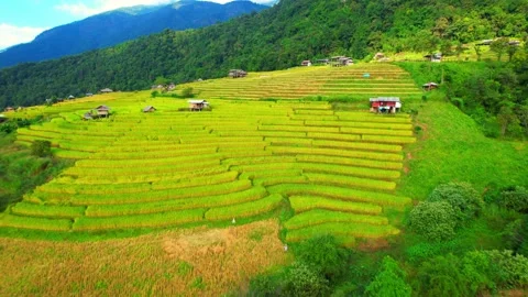 Aerial video of drones flying over rice terraces Stock Footage 220465799