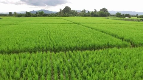 Aerial video of drones flying over rice fields and beautiful landscapes durin Stock Footage 256727932