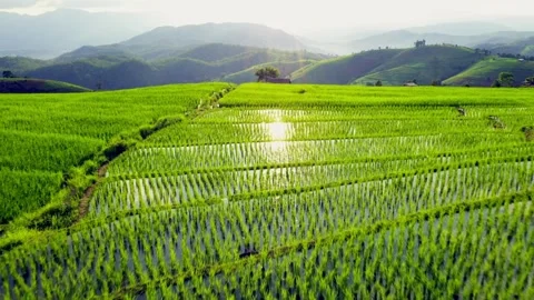 Aerial video of drones flying over rice fields and beautiful landscapes durin Stock Footage 256733980