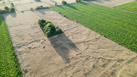 An aerial video flying over a patchwork of green and golden fields The Beau.. Stock Footage 316883595