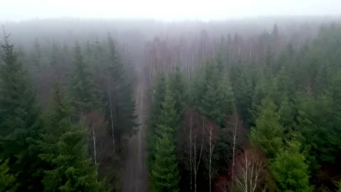 Aerial video of forest Stockbeeldmateriaal 236679763