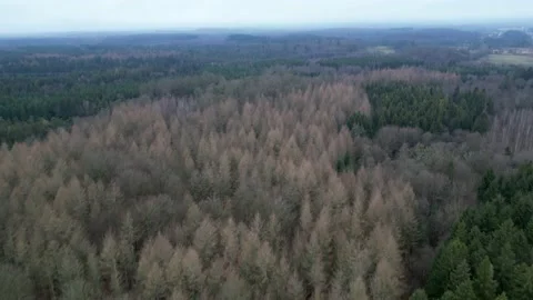 Aerial video of forest Stockbeeldmateriaal 236680830